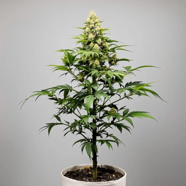 Embalaje de semillas de cannabis Cereal Milk — Royal King Seeds España