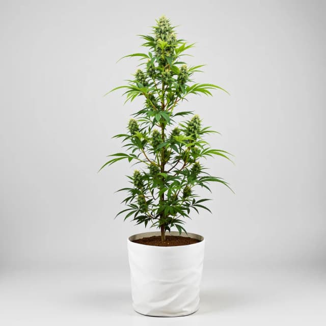 Embalaje de semillas de cannabis Champagne Kush — Royal King Seeds España