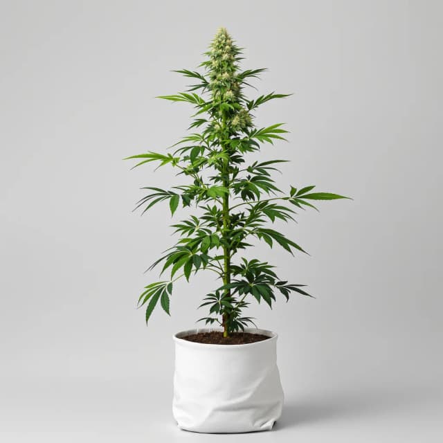 Embalaje de semillas de cannabis Cheese — Royal King Seeds España