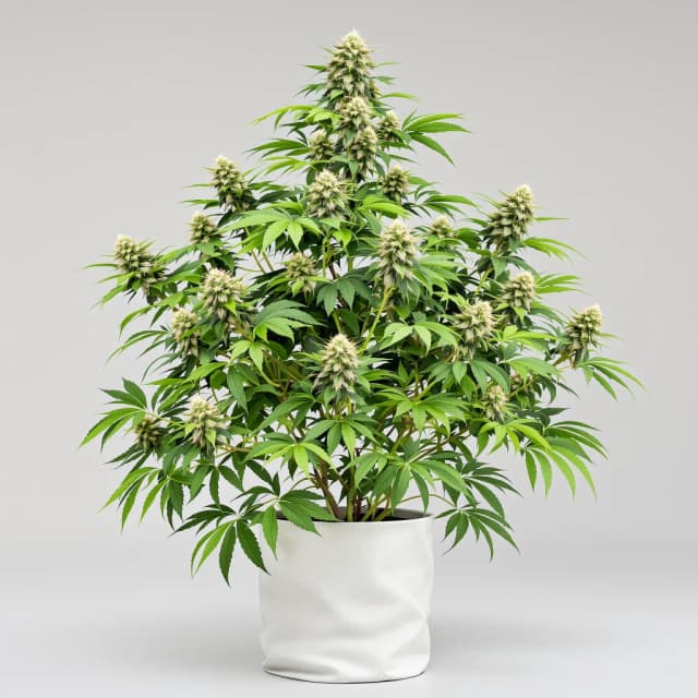 Embalaje de semillas de cannabis Cheeseburger — Royal King Seeds España