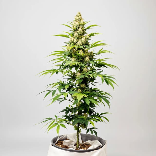 Embalaje de semillas de cannabis Cheeseburger — Royal King Seeds España