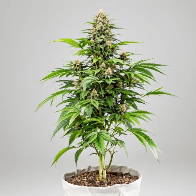 Embalaje de semillas de cannabis Chem Scout — Royal King Seeds España