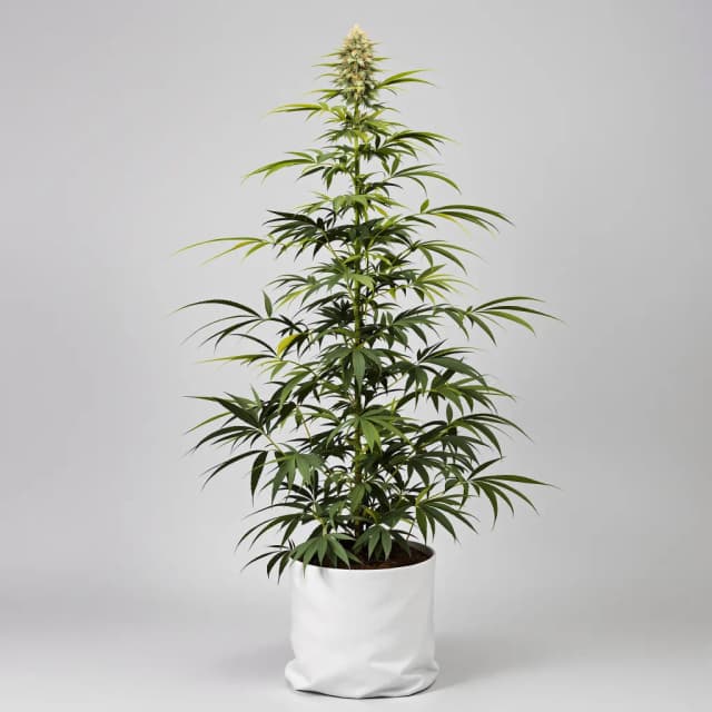 Embalaje de semillas de cannabis Chem Valley Kush — Royal King Seeds España