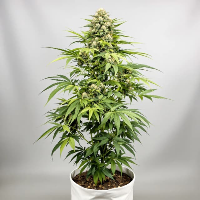 Embalaje de semillas de cannabis Chemdawg Sour Diesel — Royal King Seeds España