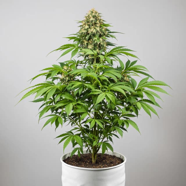 Embalaje de semillas de cannabis Chemo — Royal King Seeds España