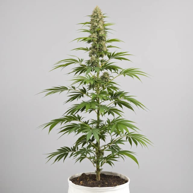 Embalaje de semillas de cannabis Chernobyl — Royal King Seeds España