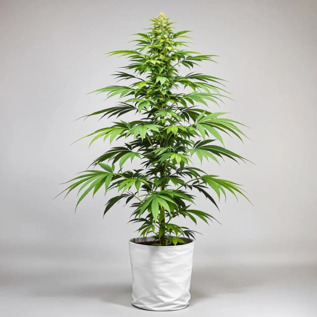 Embalaje de semillas de cannabis Cherry AK-47 — Royal King Seeds España