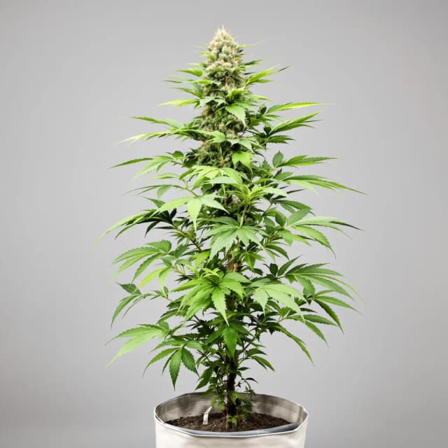 Embalaje de semillas de cannabis Cherry Chem — Royal King Seeds España
