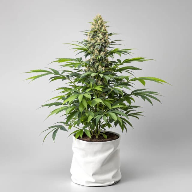 Embalaje de semillas de cannabis Cherry OG — Royal King Seeds España