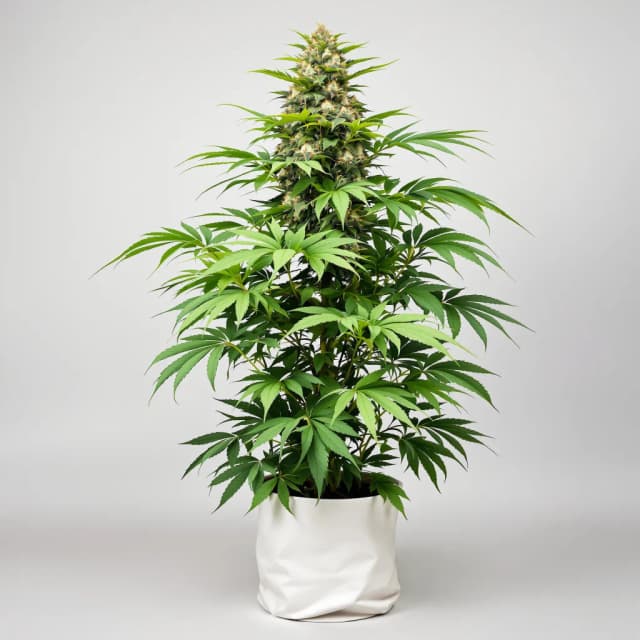 Embalaje de semillas de cannabis China Yunnan — Royal King Seeds España