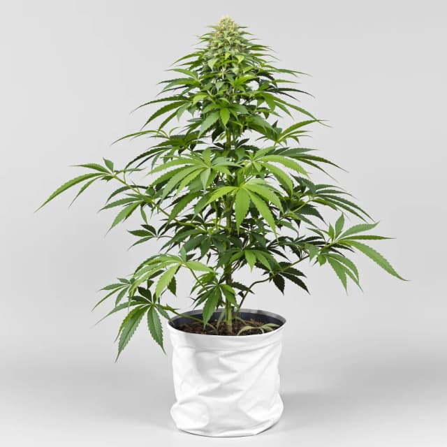 Embalaje de semillas de cannabis Chocolate Chunk — Royal King Seeds España