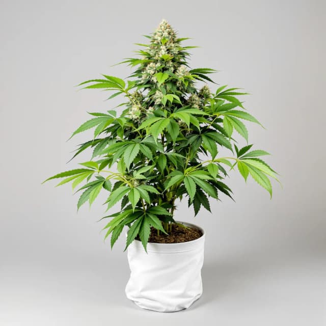 Embalaje de semillas de cannabis Chocolate Kush — Royal King Seeds España