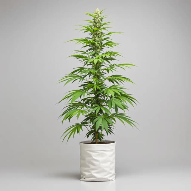 Embalaje de semillas de cannabis Chocolate Orange — Royal King Seeds España