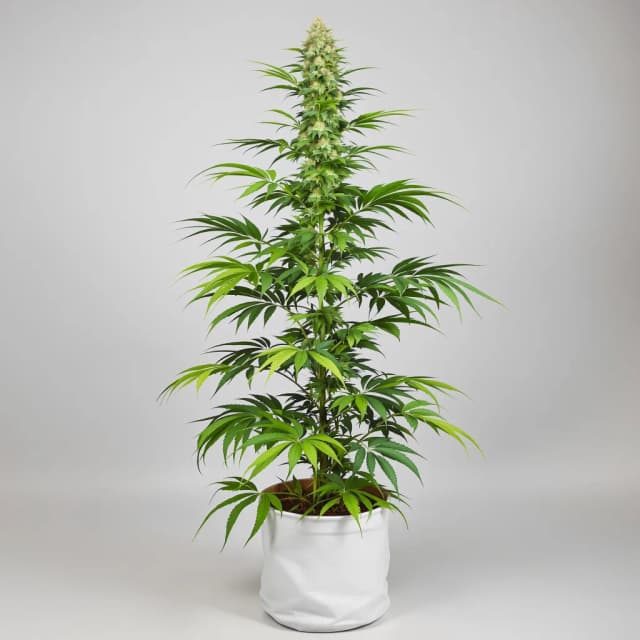 Embalaje de semillas de cannabis Chocolope — Royal King Seeds España