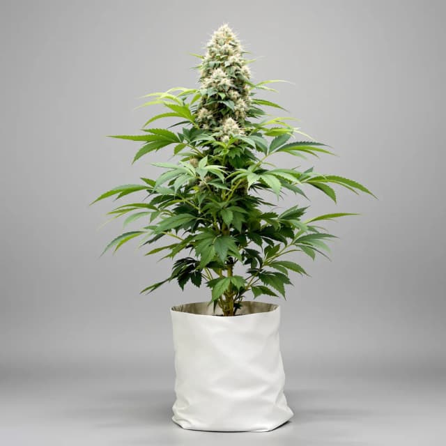 Embalaje de semillas de cannabis Chocolope Kush — Royal King Seeds España
