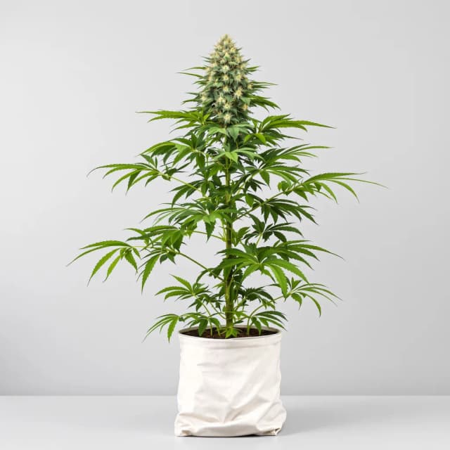 Embalaje de semillas de cannabis Chupacabra — Royal King Seeds España