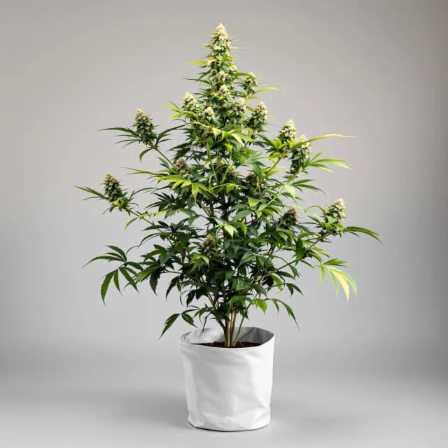 Embalaje de semillas de cannabis Church OG — Royal King Seeds España