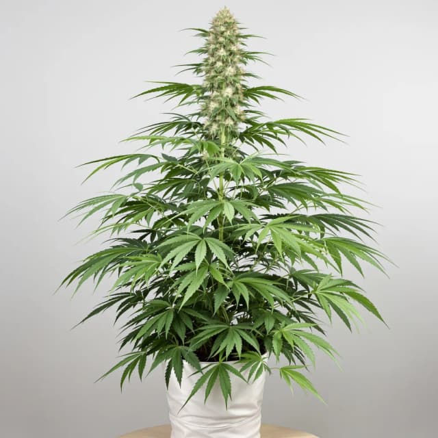 Embalaje de semillas de cannabis Cinderella 99 — Royal King Seeds España