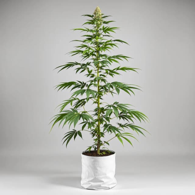 Embalaje de semillas de cannabis Cinderella's Dream — Royal King Seeds España