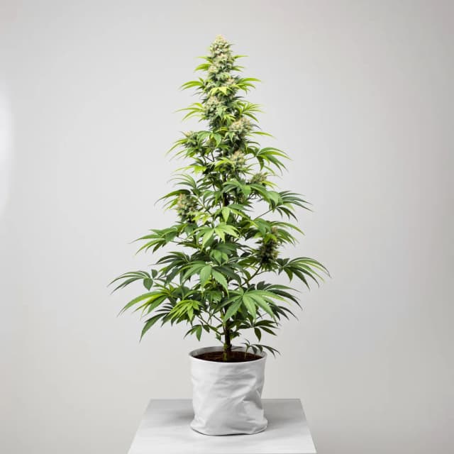 Embalaje de semillas de cannabis Citrix — Royal King Seeds España