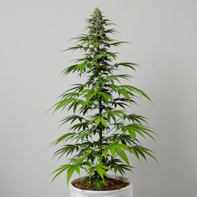 Embalaje de semillas de cannabis Citrus Sap — Royal King Seeds España