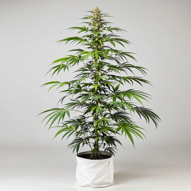 Embalaje de semillas de cannabis Clementine — Royal King Seeds España