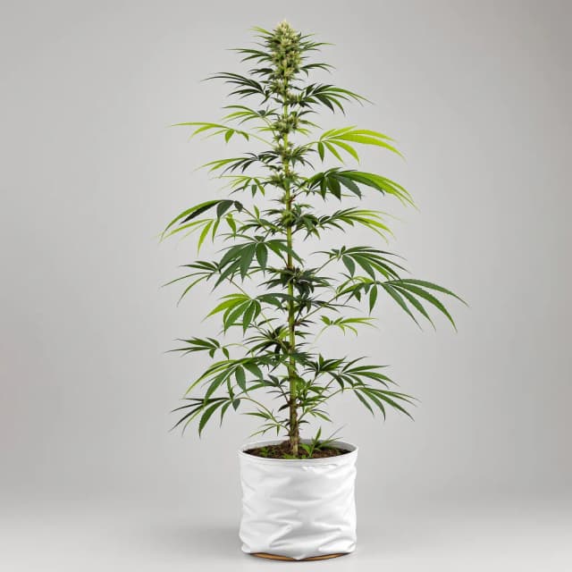 Embalaje de semillas de cannabis Coffee — Royal King Seeds España
