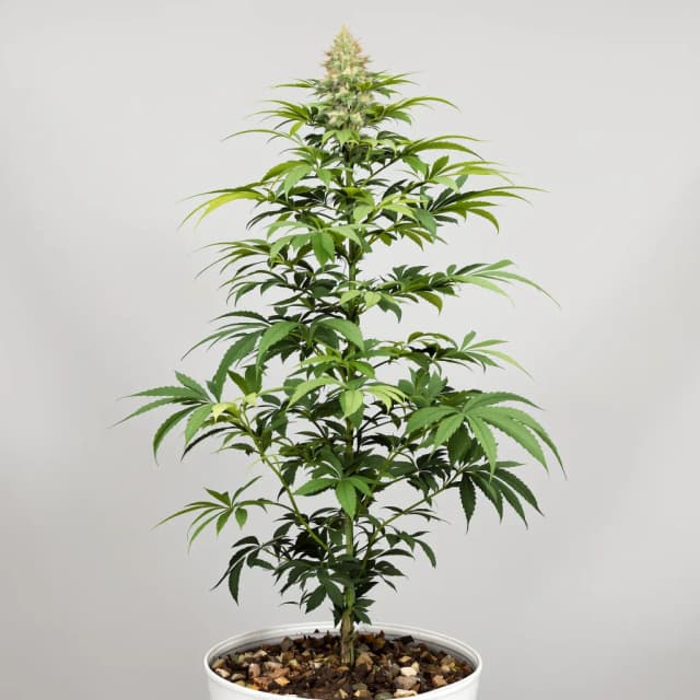 Embalaje de semillas de cannabis Colombian Gold — Royal King Seeds España