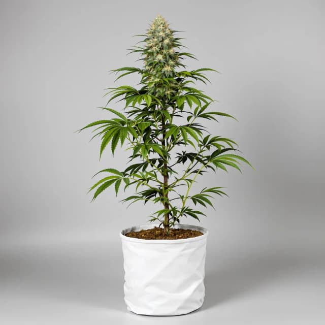 Embalaje de semillas de cannabis Colorado Bubba — Royal King Seeds España