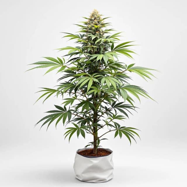 Embalaje de semillas de cannabis Colorado Clementines — Royal King Seeds España