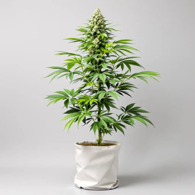 Embalaje de semillas de cannabis Confidential Cheese — Royal King Seeds España