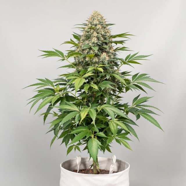 Embalaje de semillas de cannabis Confidential Wreck — Royal King Seeds España