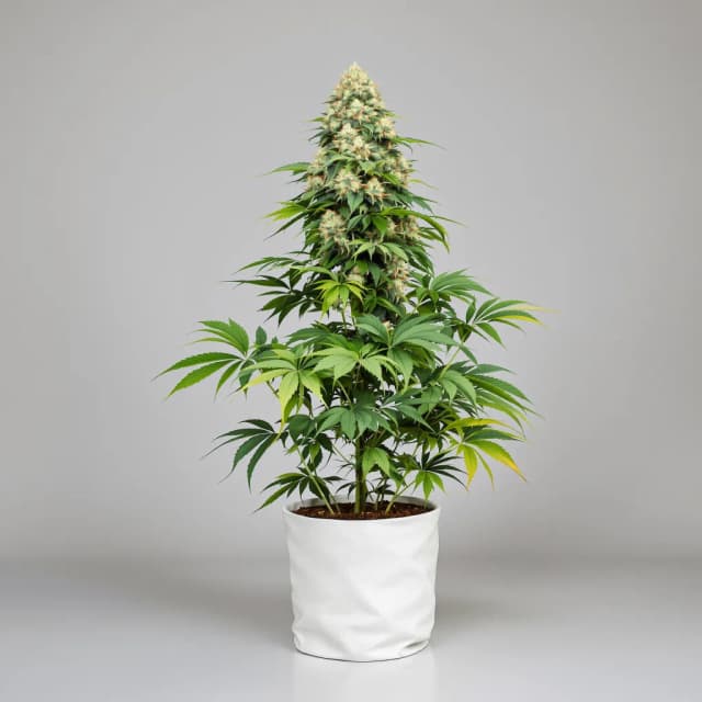 Embalaje de semillas de cannabis Cookie Monster — Royal King Seeds España