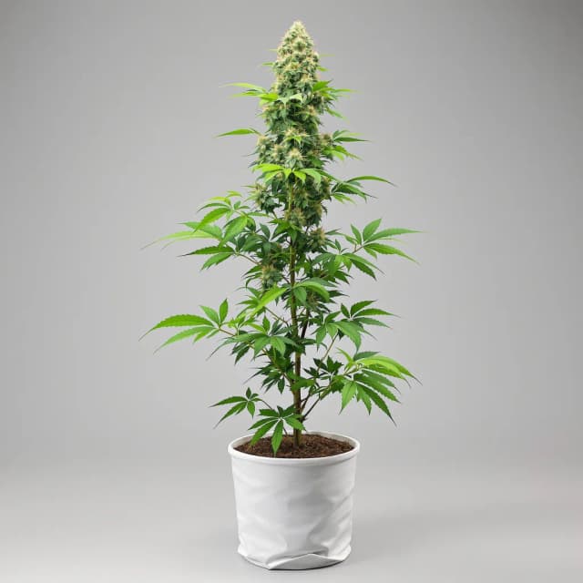Embalaje de semillas de cannabis Cookies and Cream — Royal King Seeds España