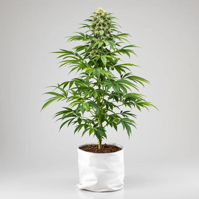 Embalaje de semillas de cannabis Cookies Gelato — Royal King Seeds España
