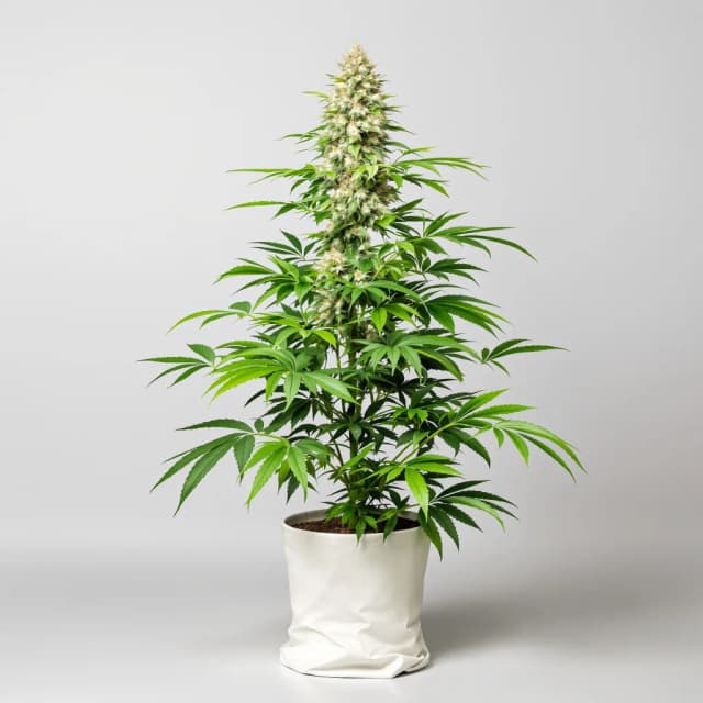 Embalaje de semillas de cannabis Cookies Gelato — Royal King Seeds España