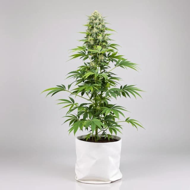 Embalaje de semillas de cannabis Cookies Kush — Royal King Seeds España