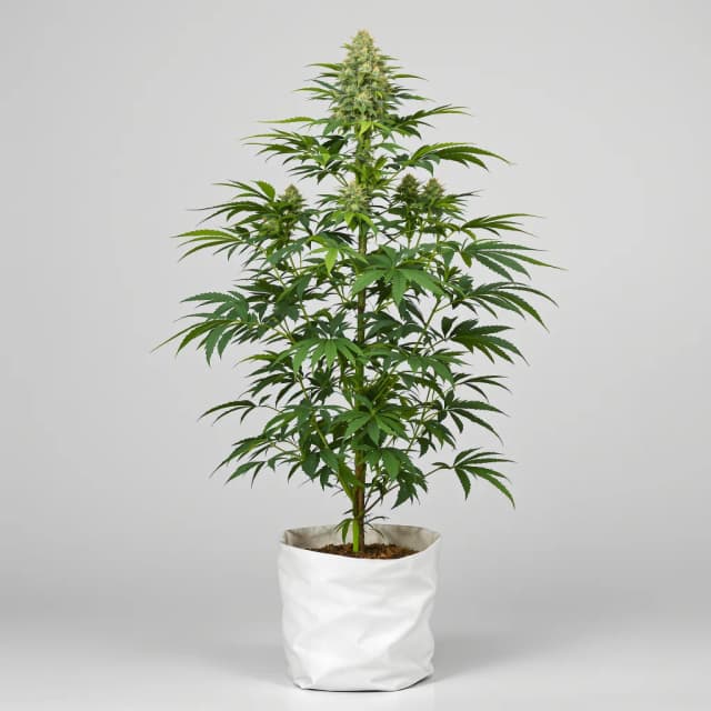 Embalaje de semillas de cannabis Corkscrew — Royal King Seeds España