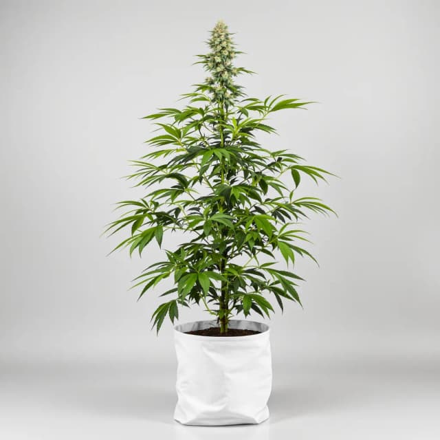 Embalaje de semillas de cannabis Corkscrew — Royal King Seeds España