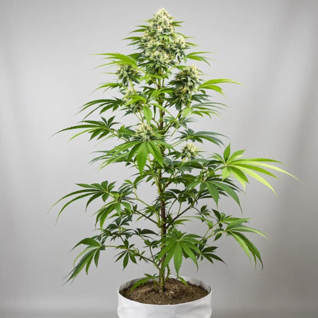 Embalaje de semillas de cannabis Corleone Kush — Royal King Seeds España