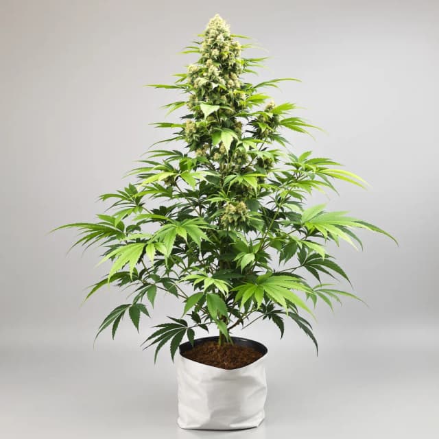 Embalaje de semillas de cannabis Couch Lock Mixpack — Royal King Seeds España