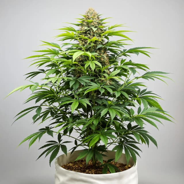 Embalaje de semillas de cannabis Cracker Jack — Royal King Seeds España