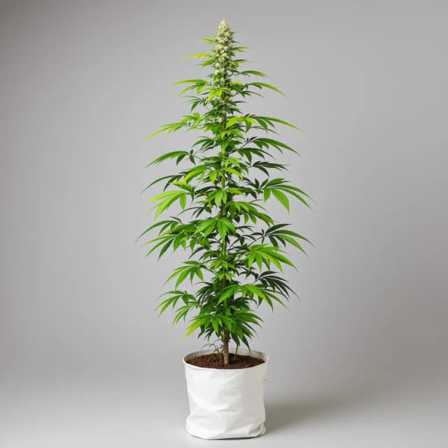 Embalaje de semillas de cannabis Cramnesia — Royal King Seeds España