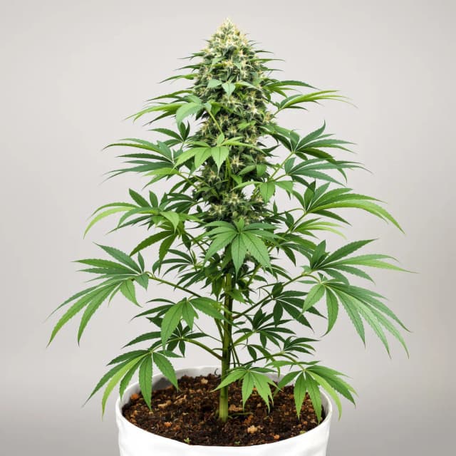 Embalaje de semillas de cannabis Cream — Royal King Seeds España