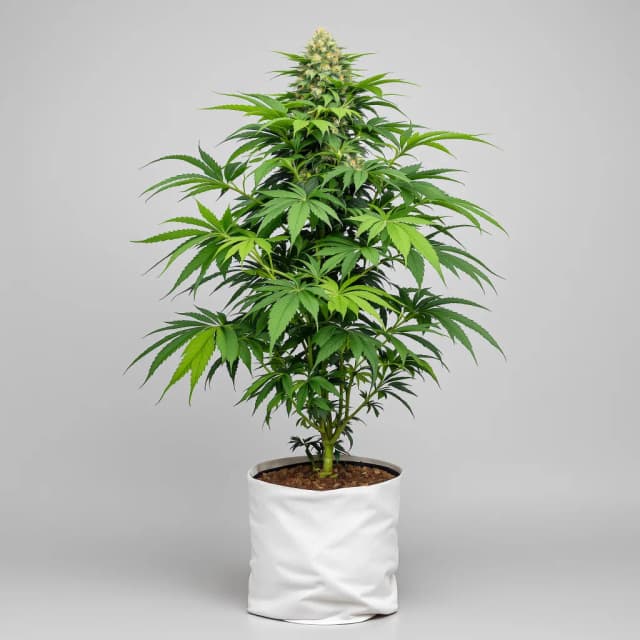 Embalaje de semillas de cannabis Cream Caramel — Royal King Seeds España