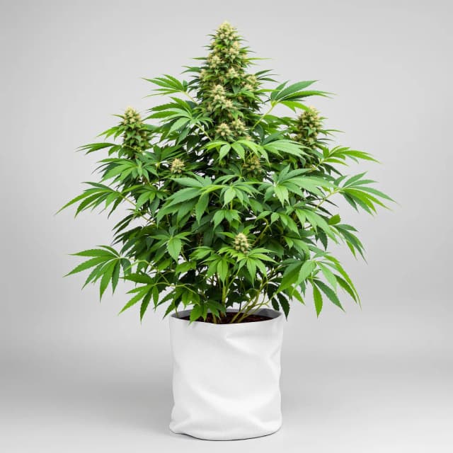 Embalaje de semillas de cannabis Cream — Royal King Seeds España