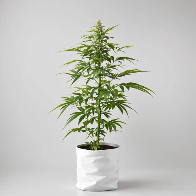 Embalaje de semillas de cannabis Critical 47 — Royal King Seeds España