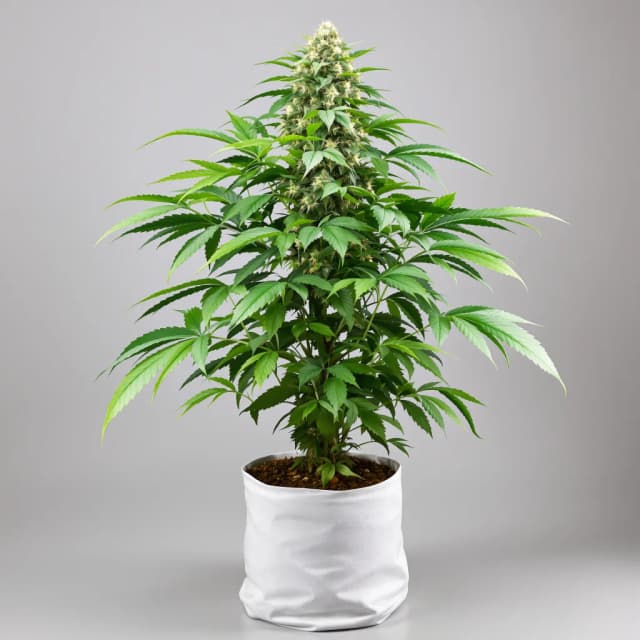 Embalaje de semillas de cannabis Critical Bilbo — Royal King Seeds España
