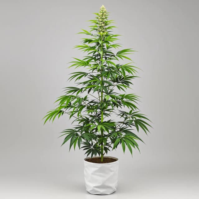 Embalaje de semillas de cannabis Critical Crack — Royal King Seeds España