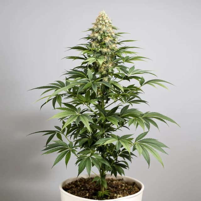 Embalaje de semillas de cannabis Critical Fast Bud — Royal King Seeds España